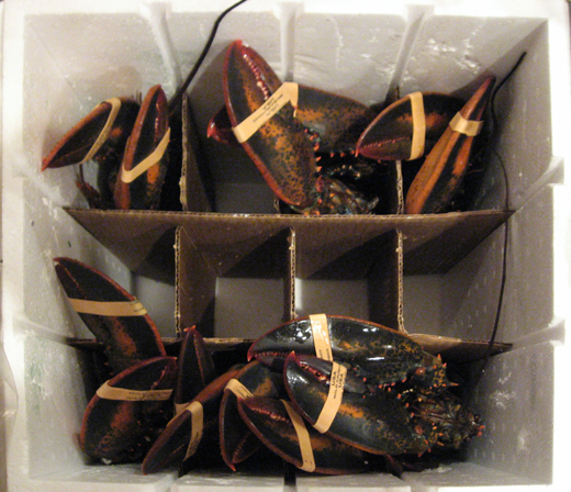 thung-carton-dung-tom-2